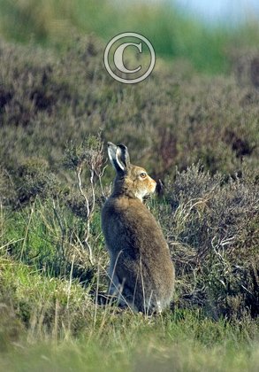 Mountain or Blue Hare in Summer Coat DN0749
